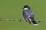 Eastern Kingbirdborder=